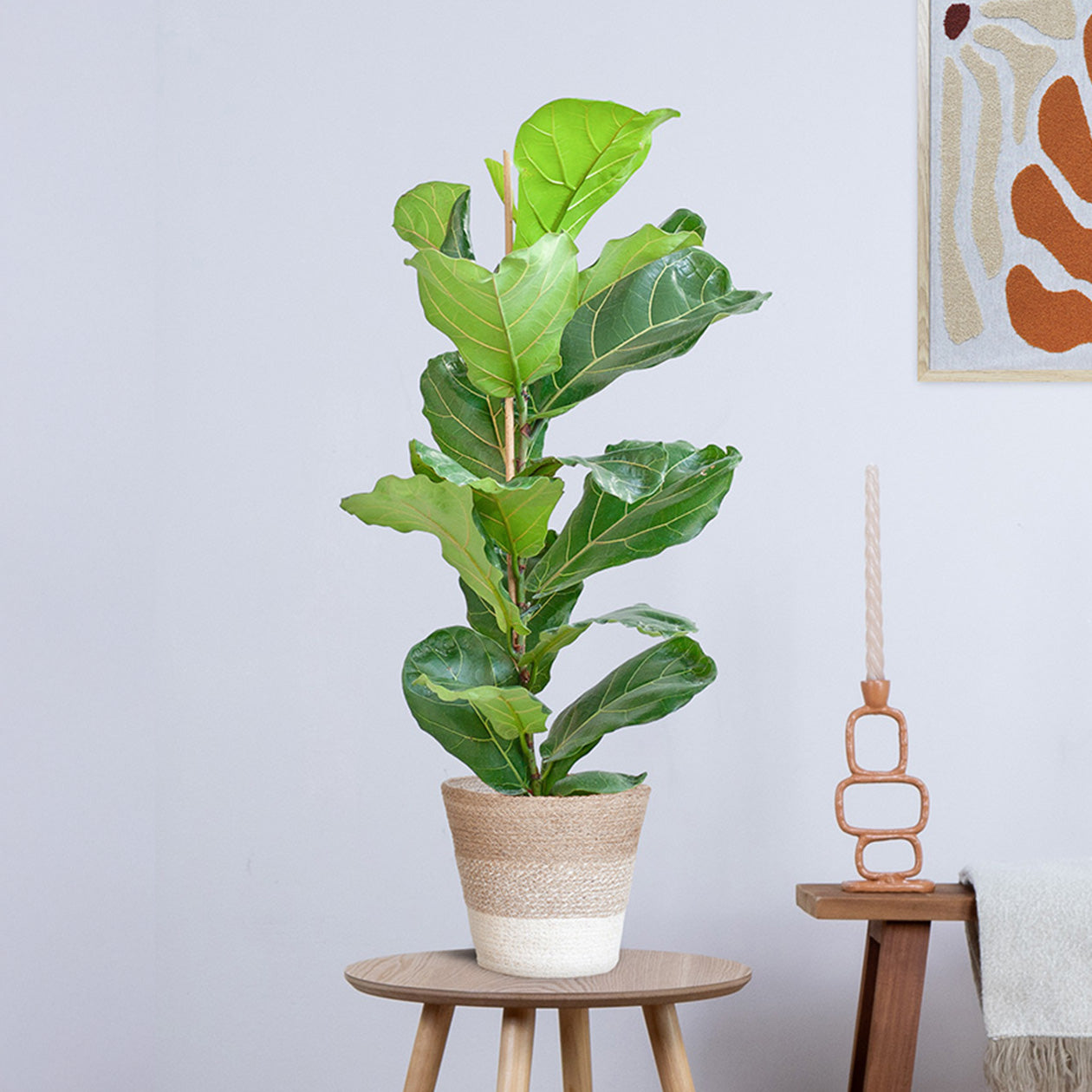 Ficus Lyrata (Vioolbladplant) met Yuki pot (80cm - Ø21)