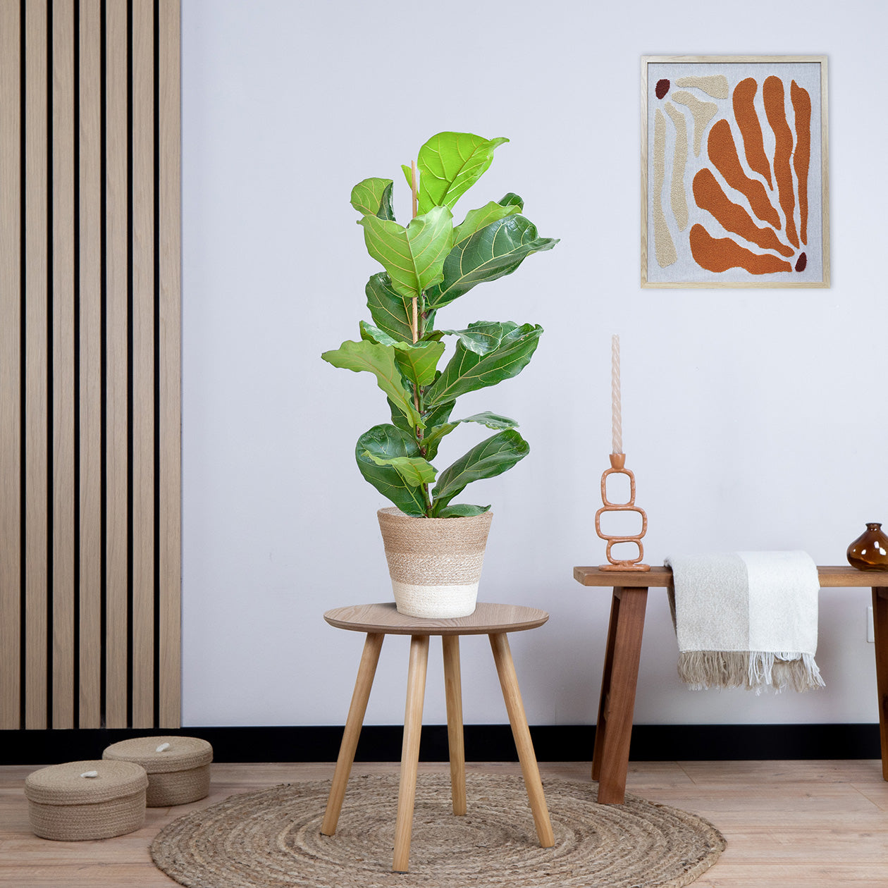 Ficus Lyrata (Vioolbladplant) met Yuki pot (80cm - Ø21)