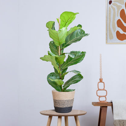Ficus Lyrata (Vioolbladplant) met Yuki pot (80cm - Ø21)