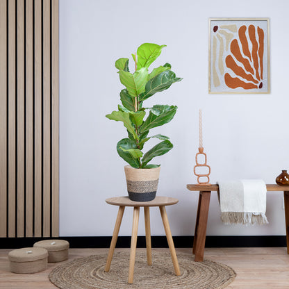Ficus Lyrata (Vioolbladplant) met Yuki pot (80cm - Ø21)