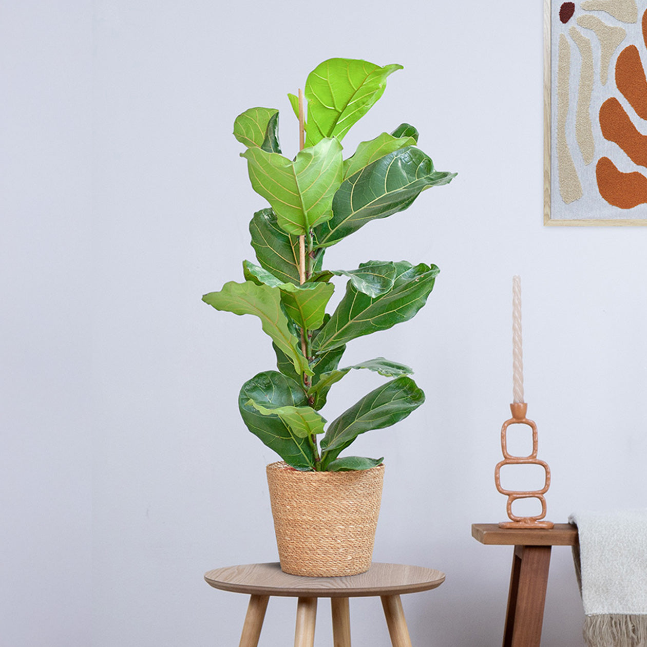 Ficus Lyrata (Vioolbladplant) met Yuki pot (80cm - Ø21)