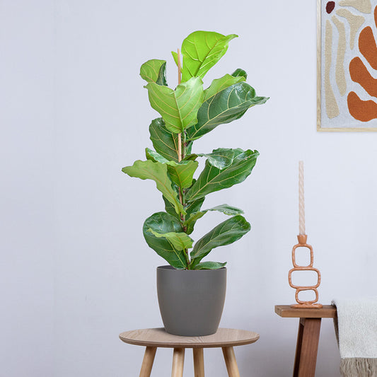 Ficus Lyrata (Vioolbladplant) met Yuki pot (80cm - Ø21)