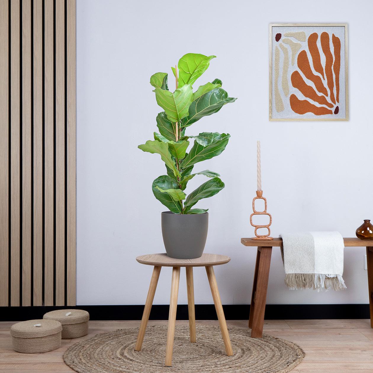 Ficus Lyrata met Yuki pot grijs (80cm - Ø21) Plant Greenify