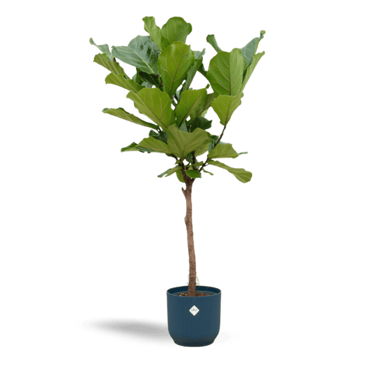 Ficus Lyrata stam inclusief elho Vibes Fold Round (160 cm - Ø30) Plant Greenify