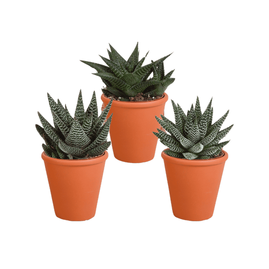 Gasteria/Haworthia mix (Ø8,5cm & diverse potten) Plant Greenify