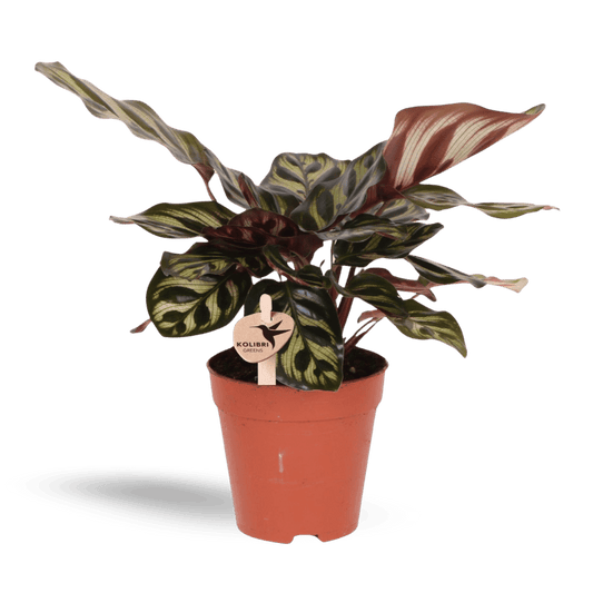 Kleine Calathea Makoyana (Ø9cm) Plant Greenify