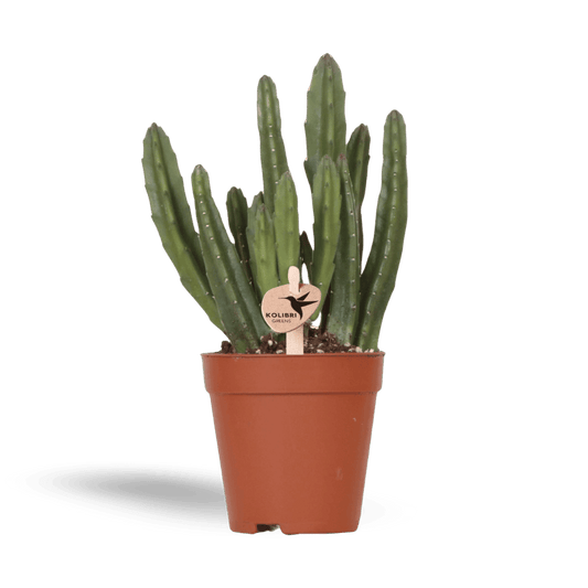 Kleine Stapelia (Ø9cm) Plant Greenify