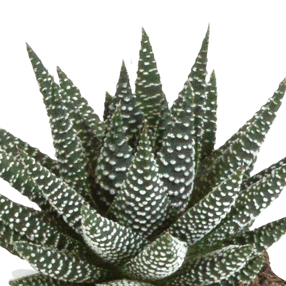 Gasteria/Haworthia mix (Ø8,5cm & diverse potten) Plant Greenify