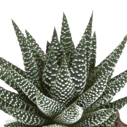 Gasteria/Haworthia mix (Ø8,5cm & diverse potten) Plant Greenify