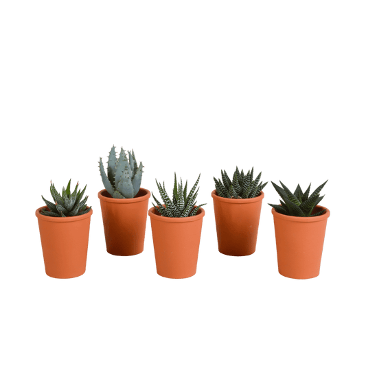 Gasteria/Haworthia mix (Ø5,5cm & in diverse potten) Plant Greenify