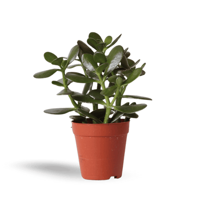Kleine Succulent Crassula Ovata (Ø9cm) Plant Greenify