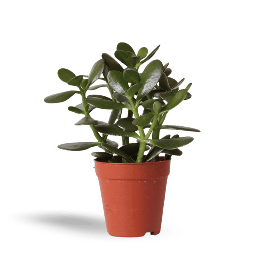 Kleine Succulent Crassula Ovata (Ø9cm) Plant Greenify