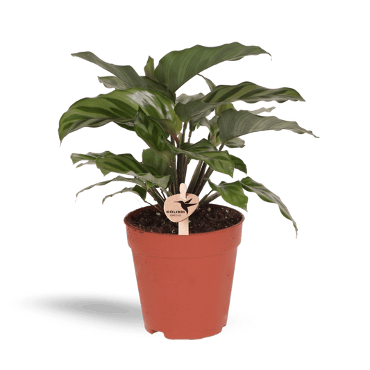 Kleine Calathea (Ø9cm) Plant Greenify