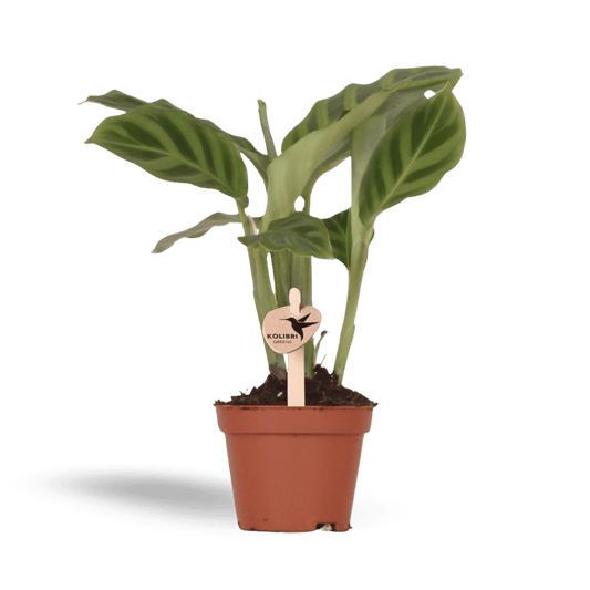 Kleine Calathea (Ø6cm) Plant Greenify