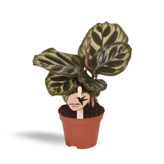 Kleine Calathea Makoyana (Ø6cm) Plant Greenify