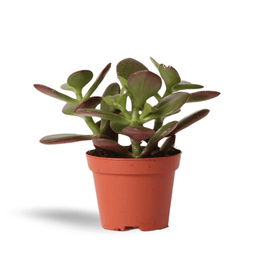 Kleine Succulent Crassula Ovata (Ø6cm) Plant Greenify