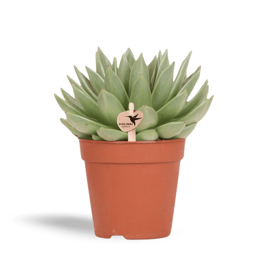 Kleine Succulent Echeveria Miranda (Ø12cm) Plant Greenify