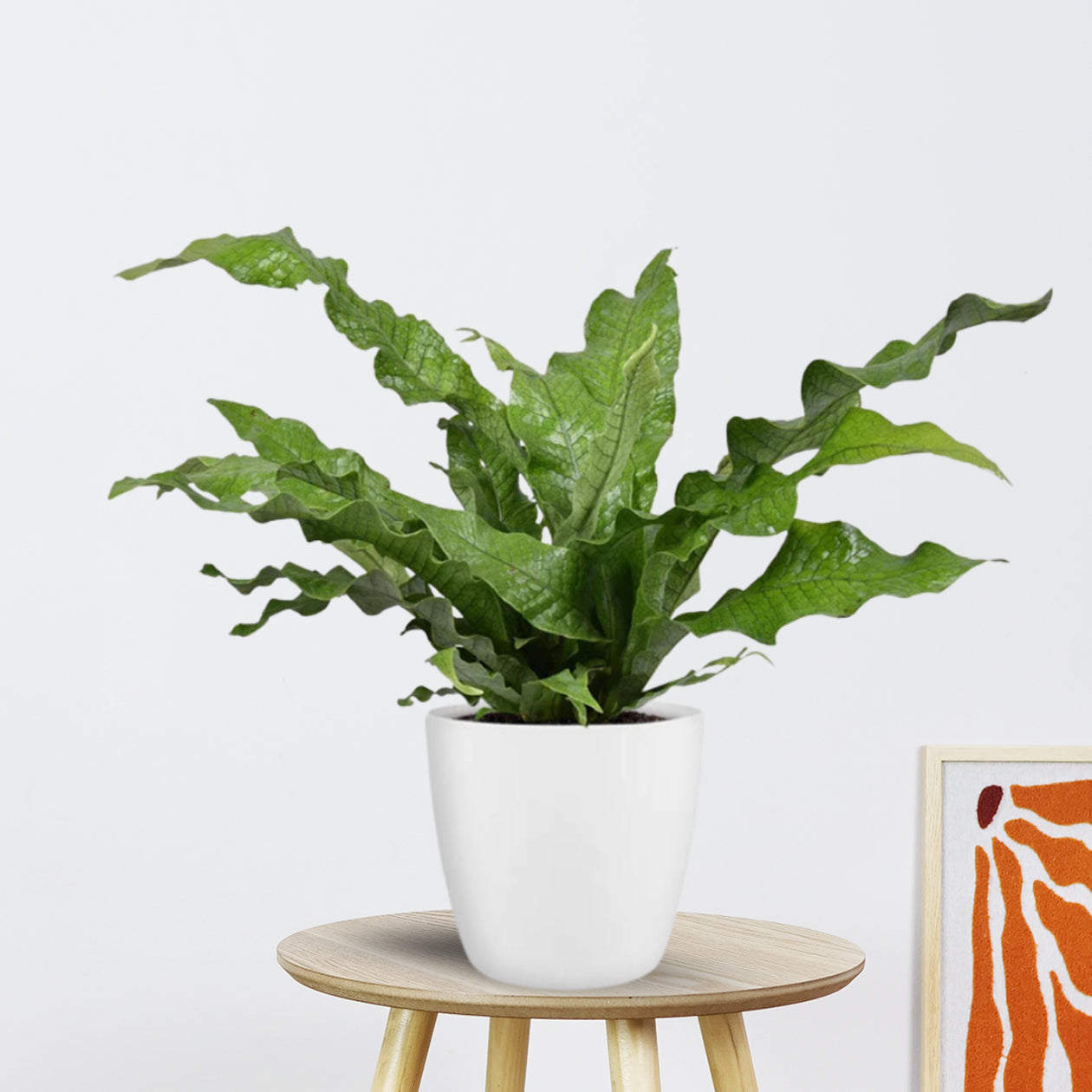 Microsorum Diversifolium in Pot (wit) | Ø17cm - 45cm