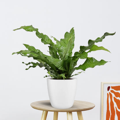 Microsorum Diversifolium in Pot (wit) | Ø17cm - 45cm