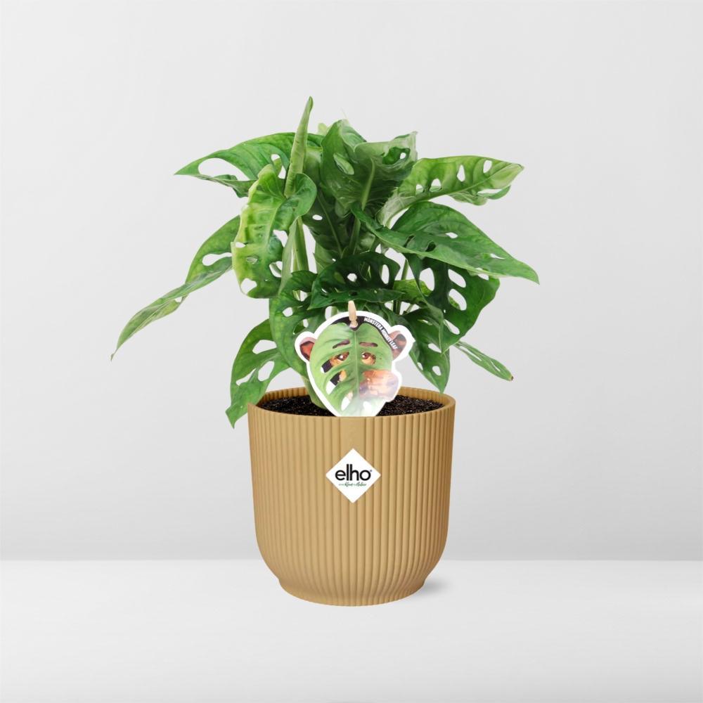 Monstera ‘Monkey Leaf’ in ELHO Vibes Fold 14cm