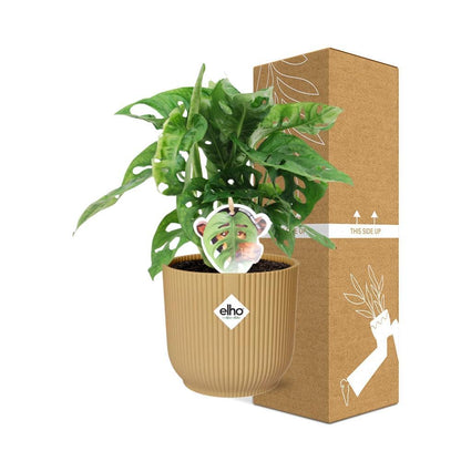 Monstera ‘Monkey Leaf’ in ELHO Vibes Fold 14cm