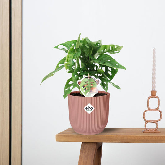Monstera ‘Monkey Leaf’ in ELHO Vibes Fold 14cm