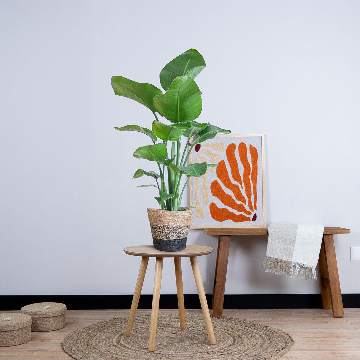 Strelitzia Nicolai met Jimmi mand zwart (80cm - Ø19) Plant Greenify