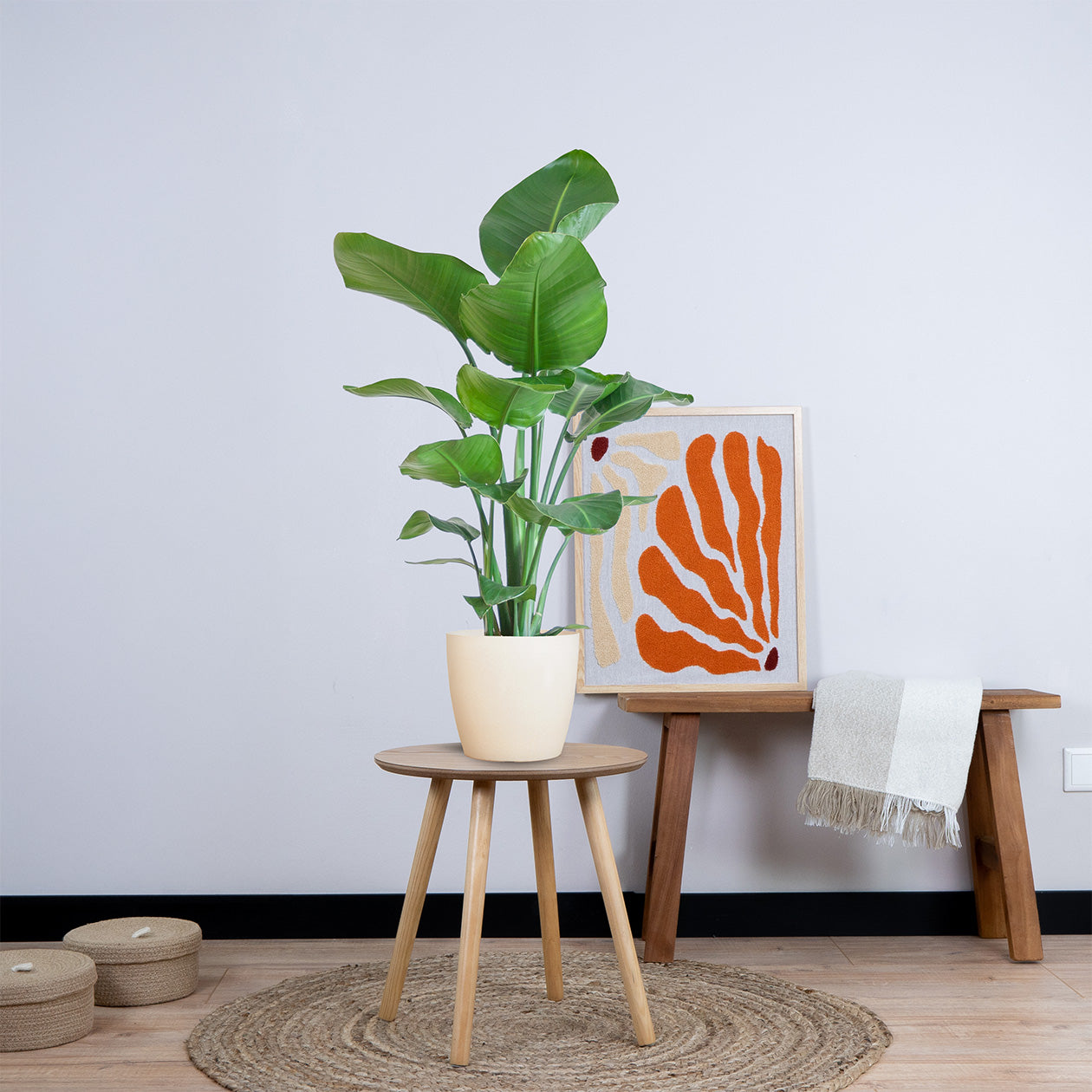 Strelitzia Nicolai met pot (80cm - Ø19)