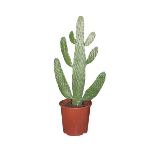 Opuntia Consolea (Ø17cm - 40cm) Plant Greenify
