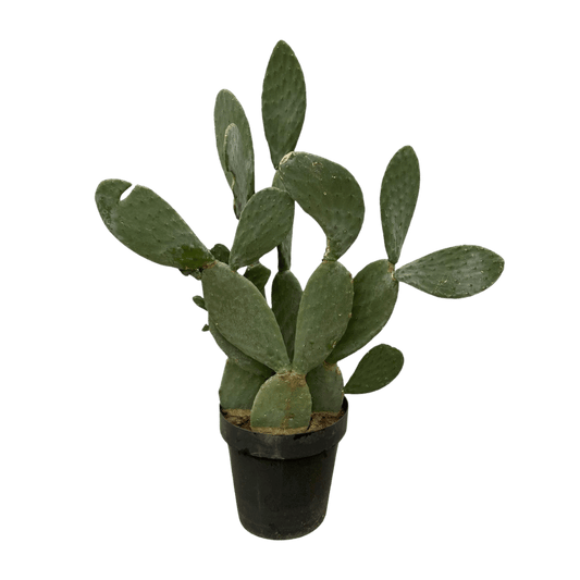Opuntia Ficus Indica (Ø50cm - 140 cm) Plant Greenify