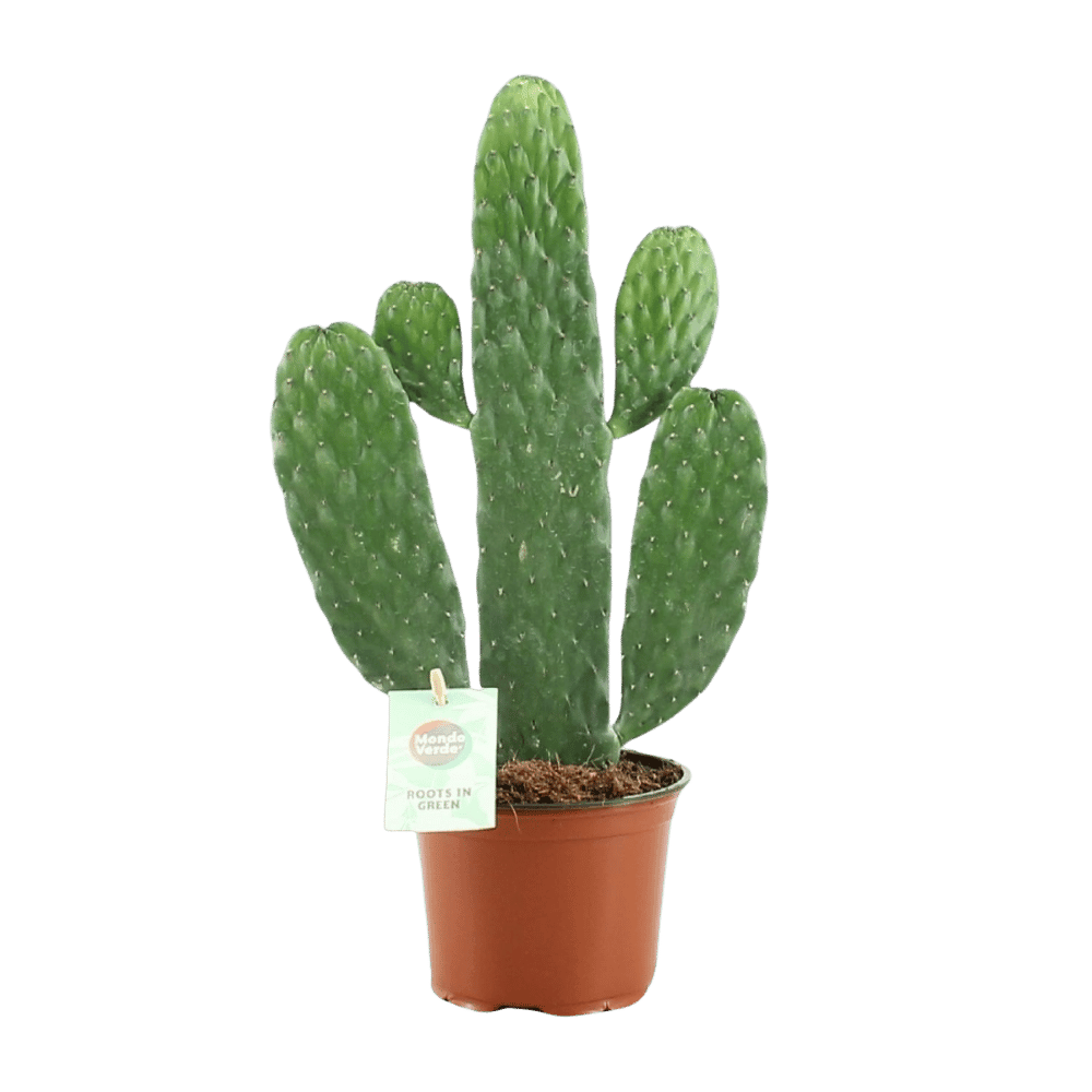 Opuntia Rubescens Consolea (Ø12cm - 35cm) Plant Greenify