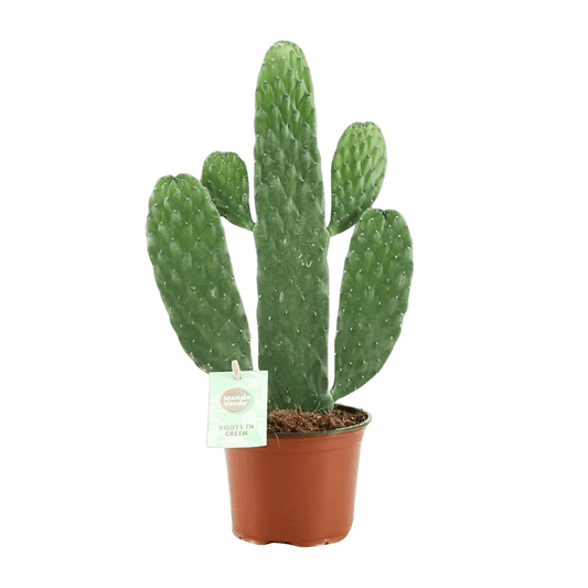 Opuntia Rubescens Consolea (Ø12cm - 35cm) Plant Greenify