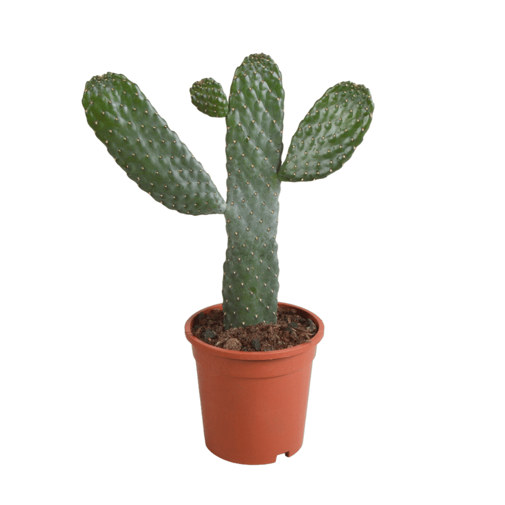 Opuntia consulea (Ø17cm - 35cm) Plant Greenify