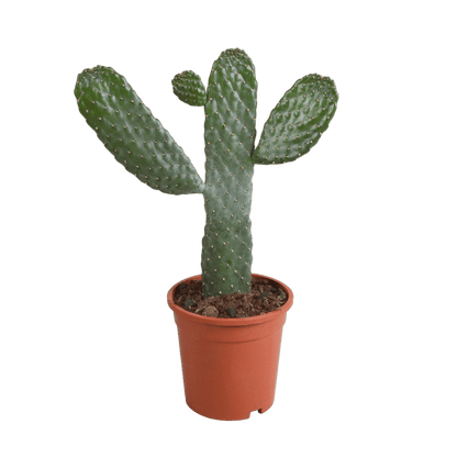 Opuntia consulea (Ø17cm - 35cm) Plant Greenify