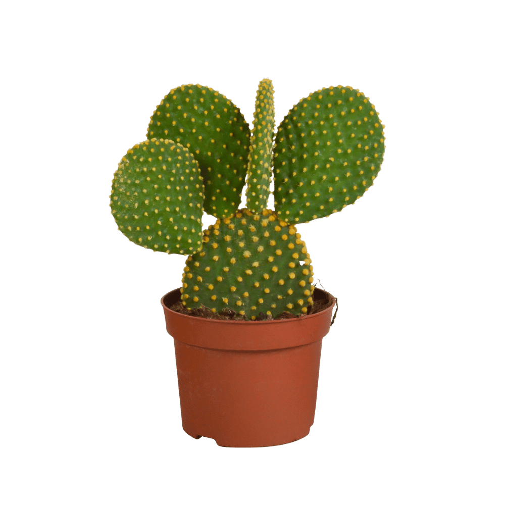 Opuntia microdasys - (Ø12cm - 15/30cm) Plant Greenify