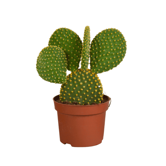 Opuntia microdasys - (Ø12cm - 15/30cm) Plant Greenify