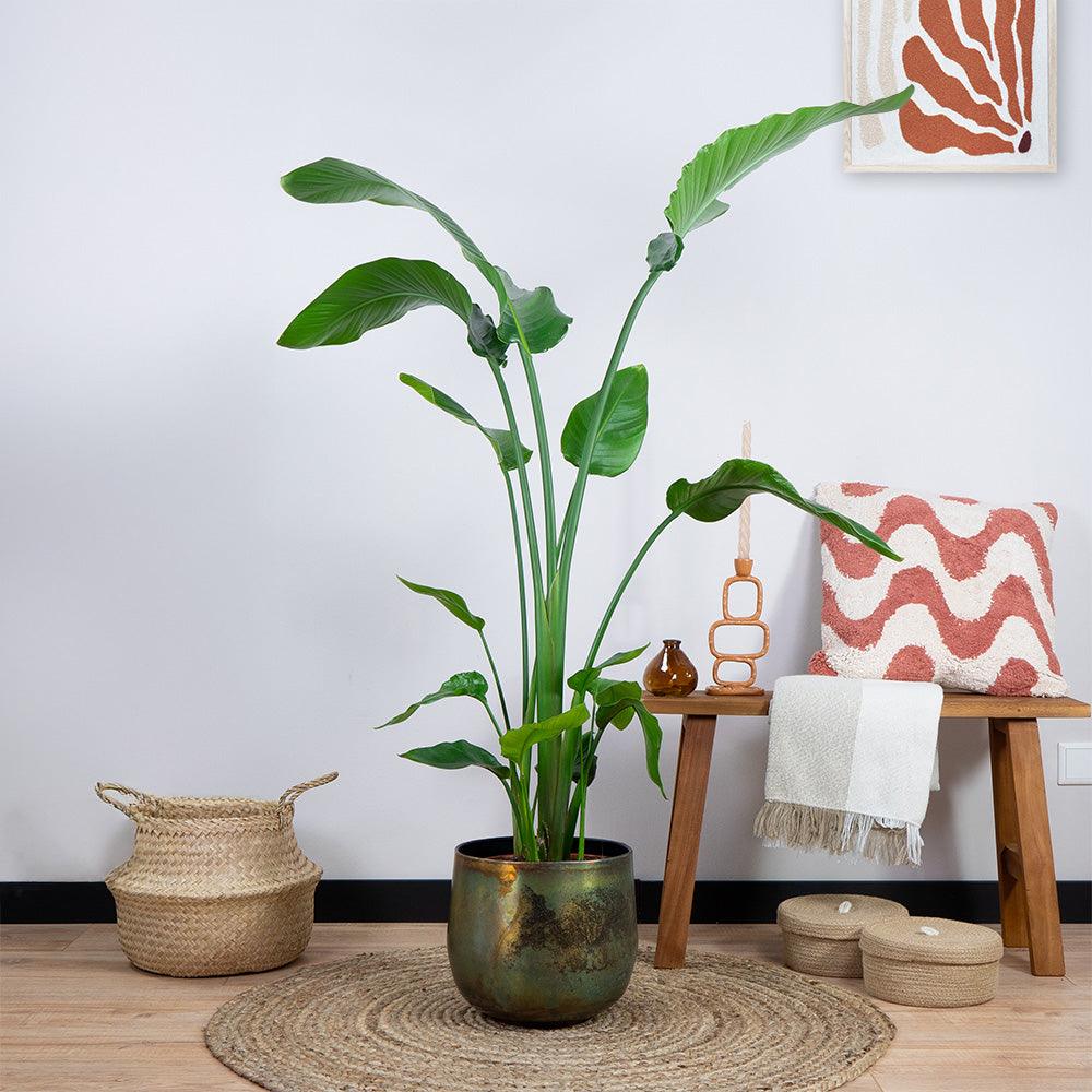 Strelitzia Nicolai (150cm - Ø24) Plant Greenify