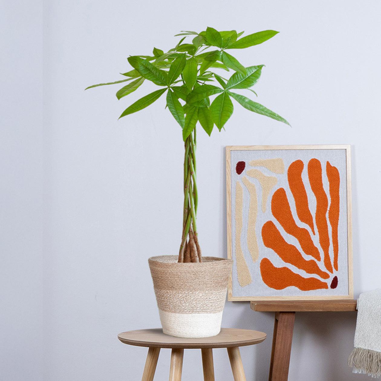 Pachira Aquatica met pot (80cm - Ø21) Plant Greenify