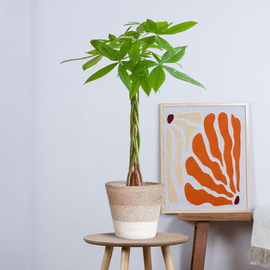 Pachira Aquatica met pot (80cm - Ø21) Plant Greenify