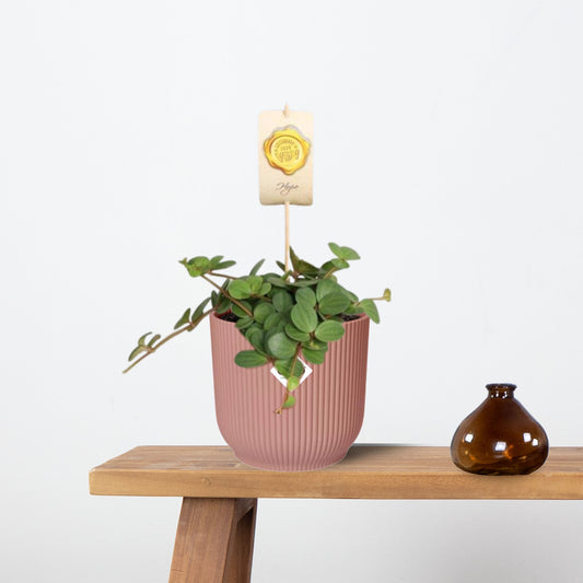 Peperomia ‘Hope’ in ELHO Vibes Fold 14cm