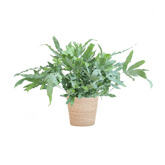 Phlebodium Aureum 'Blue Star' met pot (40cm - Ø17) Plant Greenify