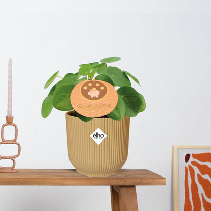 Pilea Peperomioides 12cm in ELHO Vibes Fold 14cm