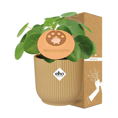 Pilea Peperomioides 12cm in ELHO Vibes Fold 14cm