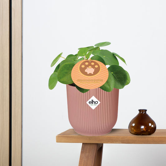 Pilea Peperomioides 12cm in ELHO Vibes Fold 14cm