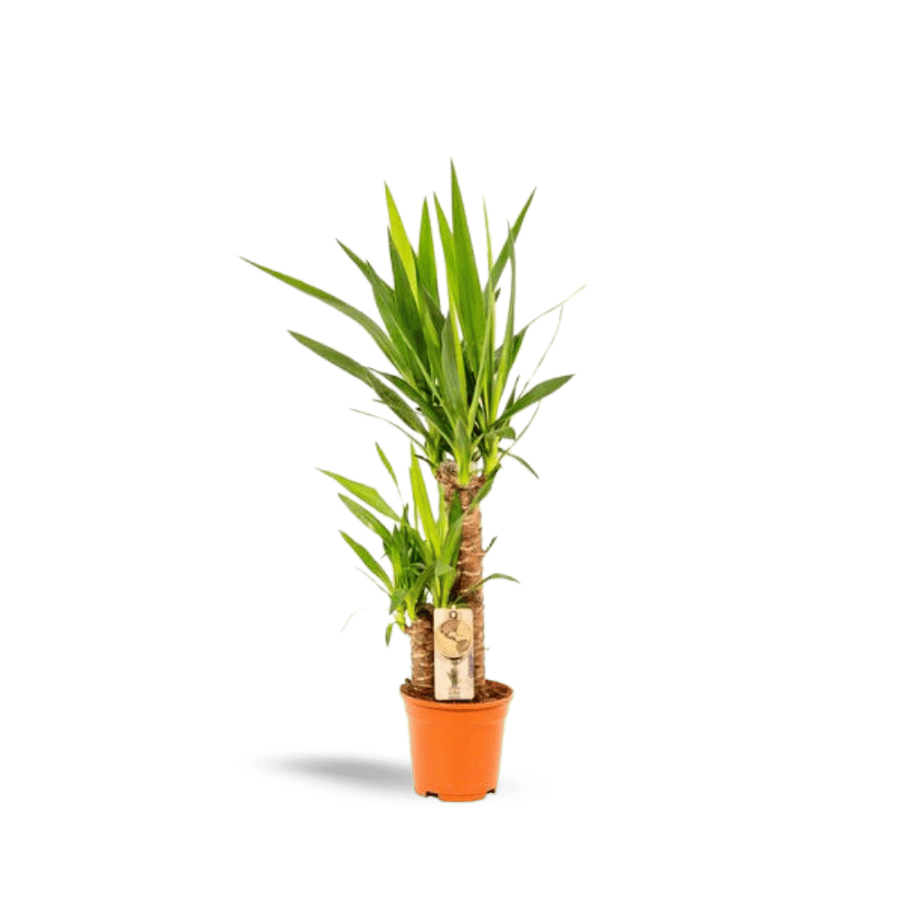 Yucca (90cm - Ø17cm) Plant Greenify