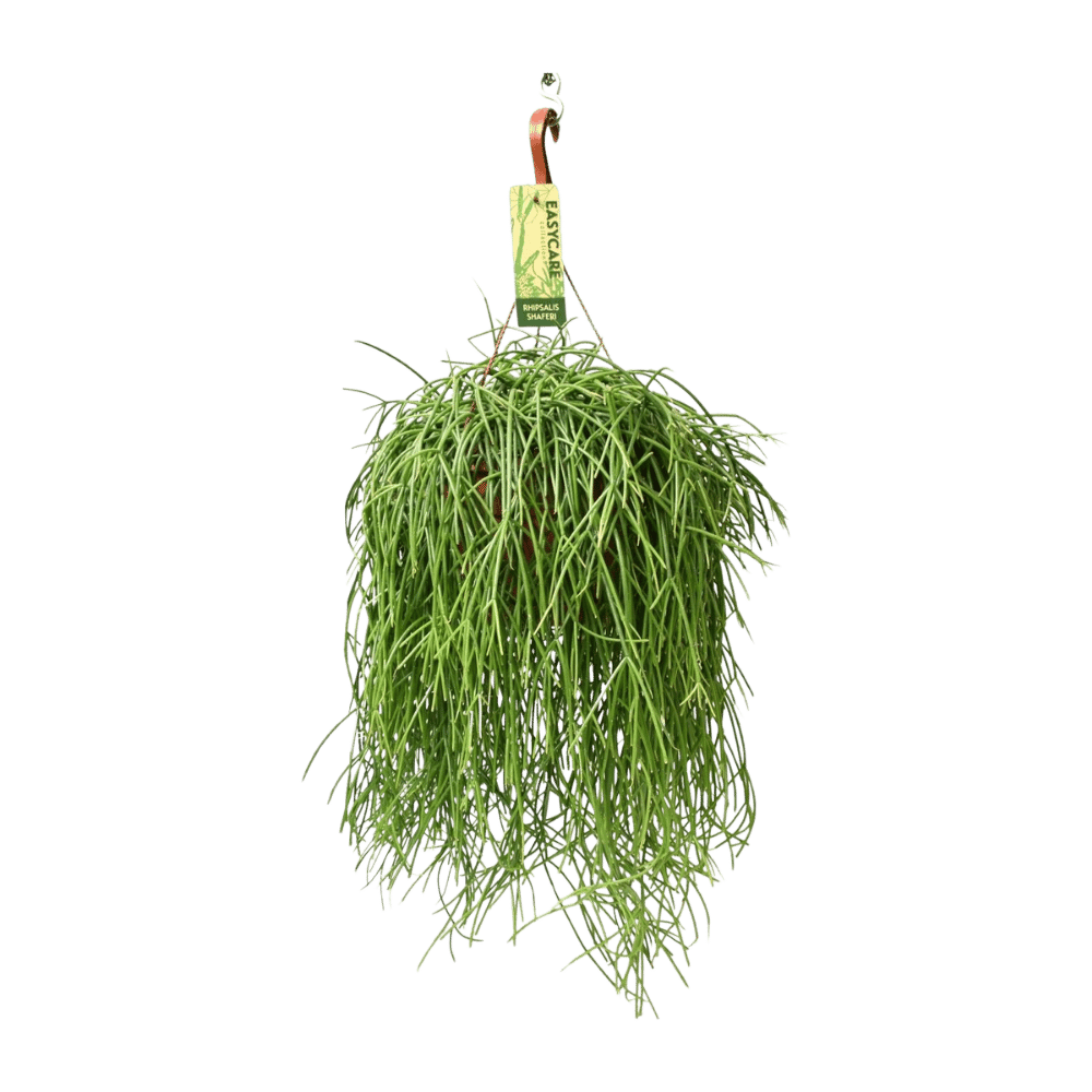 Rhipsalis Baccifera Shaferi (Ø21cm - 60cm) Plant Greenify
