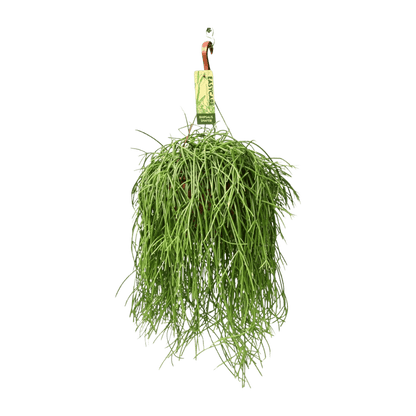 Rhipsalis Baccifera Shaferi (Ø21cm - 60cm) Plant Greenify