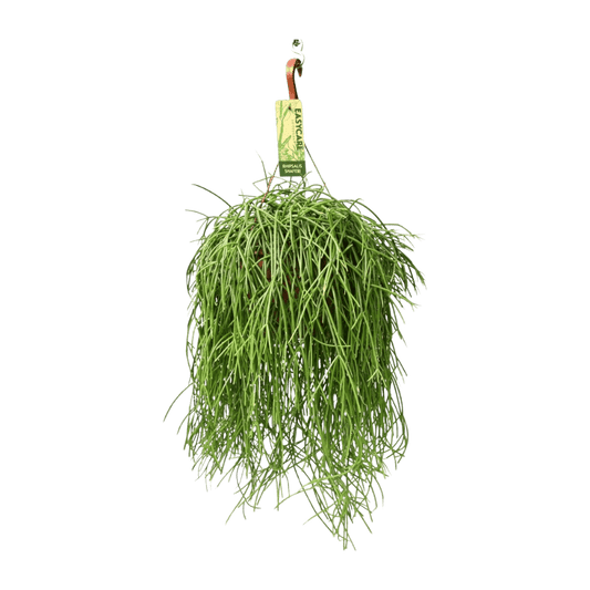 Rhipsalis Baccifera Shaferi (Ø21cm - 60cm) Plant Greenify