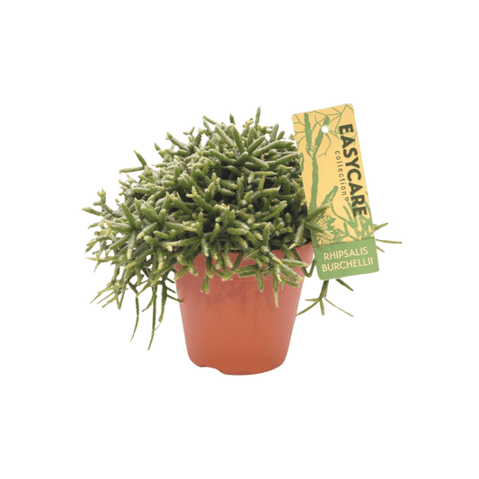 Rhipsalis Burchellii (Ø12 - 20cm) Plant Greenify