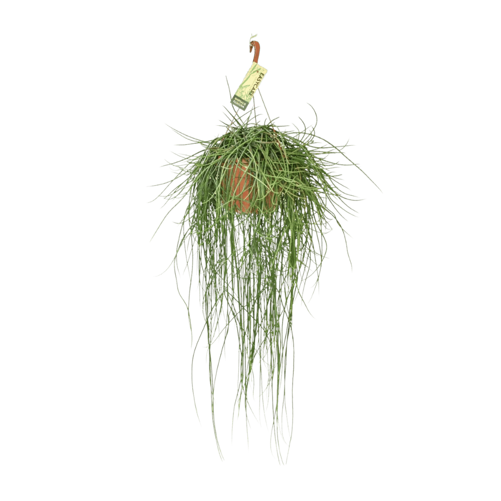 Rhipsalis Floccosa (Ø21cm - 70cm) Plant Greenify